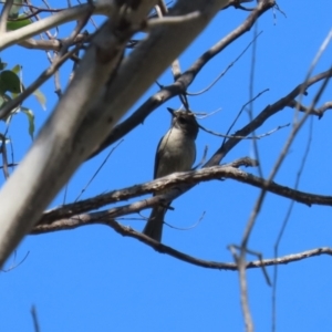 Pachycephala pectoralis at Booth, ACT - 14 Sep 2023