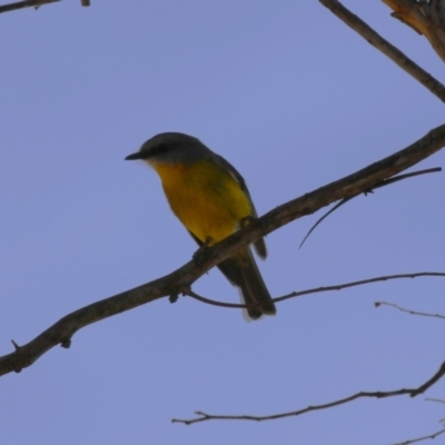 Eopsaltria australis (Eastern Yellow Robin) at Booth, ACT - 14 Sep 2023 by RodDeb