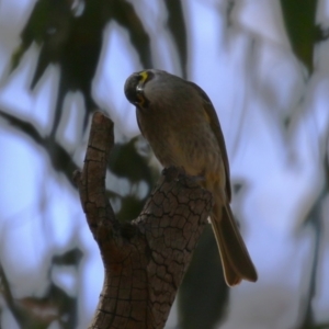 Caligavis chrysops at Booth, ACT - 14 Sep 2023