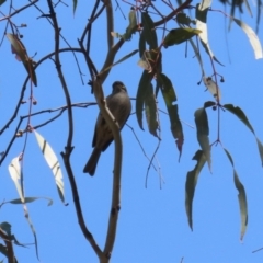 Caligavis chrysops at Booth, ACT - 14 Sep 2023