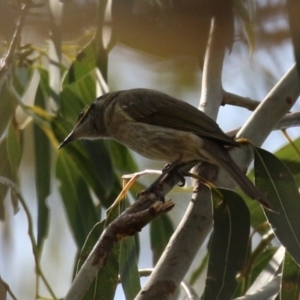 Caligavis chrysops at Booth, ACT - 14 Sep 2023