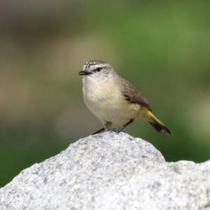 Acanthiza chrysorrhoa at Booth, ACT - 14 Sep 2023