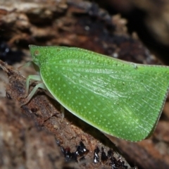 Siphanta acuta at Brisbane City, QLD - 14 Sep 2023 11:28 AM