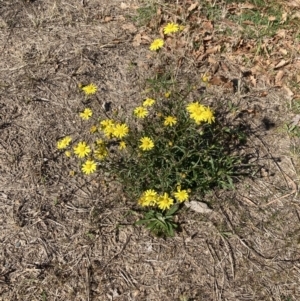 Senecio madagascariensis at Downer, ACT - 14 Sep 2023