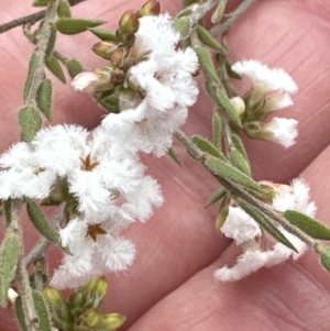 Leucopogon virgatus at Aranda, ACT - 15 Sep 2023