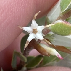 Brachyloma daphnoides at Aranda, ACT - 15 Sep 2023