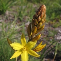 Bulbine bulbosa (Golden Lily, Bulbine Lily) at Yarramundi Grassland
 - 13 Sep 2023 by pinnaCLE