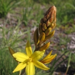 Bulbine bulbosa (Golden Lily) at Canberra Central, ACT - 13 Sep 2023 by pinnaCLE