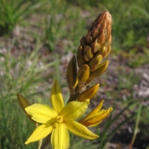 Bulbine bulbosa at Canberra Central, ACT - 13 Sep 2023 02:20 PM