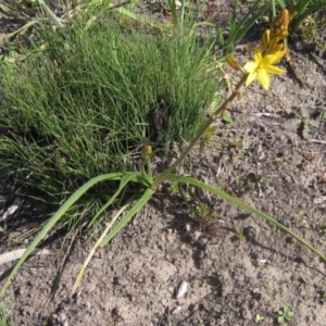 Bulbine bulbosa at Canberra Central, ACT - 13 Sep 2023 02:20 PM