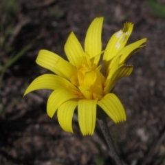 Microseris walteri (Yam Daisy, Murnong) at Yarramundi Grassland
 - 13 Sep 2023 by pinnaCLE