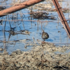 Porzana fluminea (Australian Spotted Crake) at Lake Cargelligo, NSW - 10 Sep 2023 by Darcy