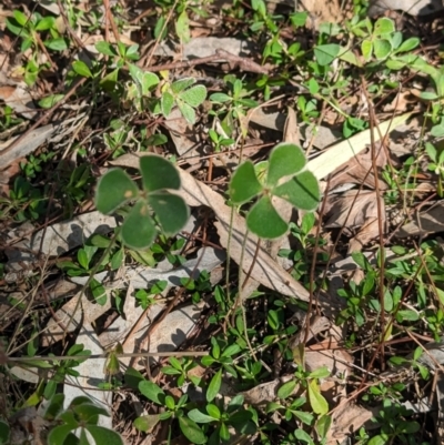 Marsilea drummondii (Common Nardoo) at Lake Cargelligo, NSW - 10 Sep 2023 by Darcy