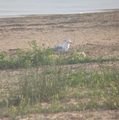 Chroicocephalus novaehollandiae (Silver Gull) at Lake Cargelligo, NSW - 10 Sep 2023 by Darcy