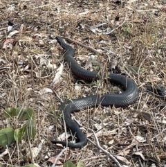 Pseudechis porphyriacus (Red-bellied Black Snake) at Long Beach, NSW - 15 Sep 2023 by mbmiyagi