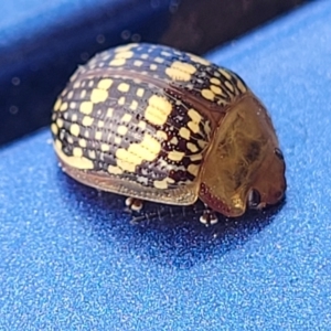 Paropsis pictipennis at Dickson, ACT - 15 Sep 2023 08:07 AM