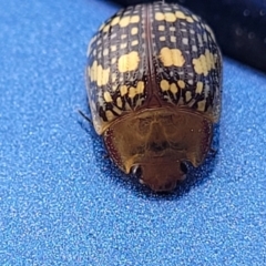 Paropsis pictipennis at Dickson, ACT - 15 Sep 2023