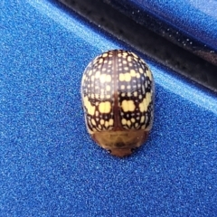 Paropsis pictipennis at Dickson, ACT - 15 Sep 2023 08:07 AM