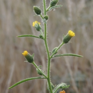 Dittrichia graveolens at Tuggeranong, ACT - 26 Mar 2023