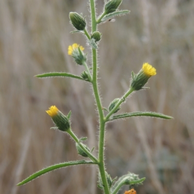 Dittrichia graveolens (Stinkwort) at Tuggeranong, ACT - 26 Mar 2023 by MichaelBedingfield