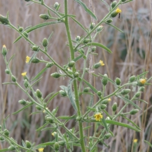 Dittrichia graveolens at Tuggeranong, ACT - 26 Mar 2023