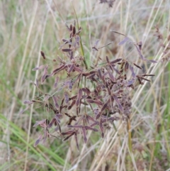 Cyperus concinnus (Trim Flat-sedge) at Tuggeranong, ACT - 26 Mar 2023 by MichaelBedingfield