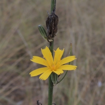 Chondrilla juncea (Skeleton Weed) at Tuggeranong, ACT - 26 Mar 2023 by MichaelBedingfield