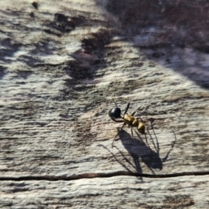 Polyrhachis semiaurata at Googong, NSW - 14 Sep 2023