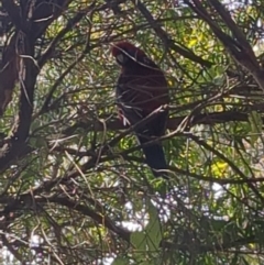 Platycercus elegans at Acton, ACT - 15 Sep 2023