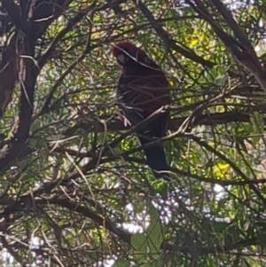 Platycercus elegans at Acton, ACT - 15 Sep 2023 11:30 AM