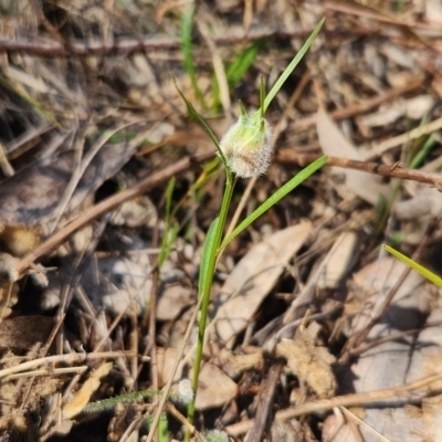 Wahlenbergia sp. (Bluebell) at Googong, NSW - 14 Sep 2023 by RangerGregor