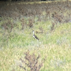Threskiornis spinicollis (Straw-necked Ibis) at Lake Cargelligo, NSW - 11 Sep 2023 by Darcy