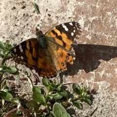 Vanessa kershawi (Australian Painted Lady) at Jerrabomberra, NSW - 15 Sep 2023 by Steve_Bok