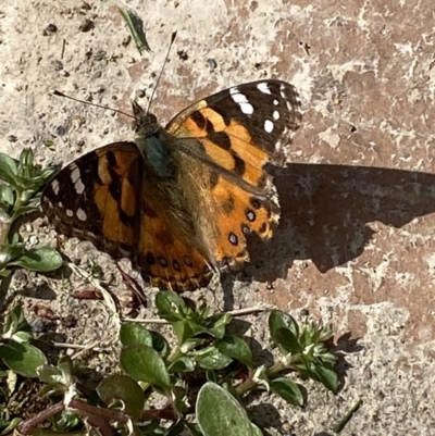 Vanessa kershawi (Australian Painted Lady) at Jerrabomberra, NSW - 15 Sep 2023 by SteveBorkowskis