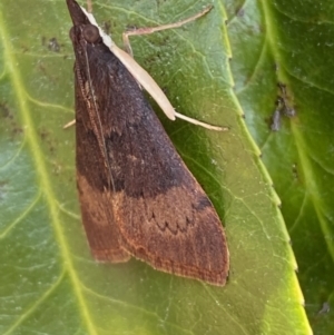 Uresiphita ornithopteralis at Jerrabomberra, NSW - suppressed