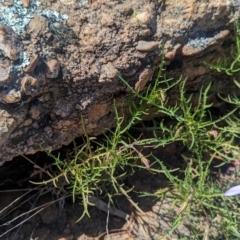 Isotoma axillaris at Griffith, NSW - 11 Sep 2023