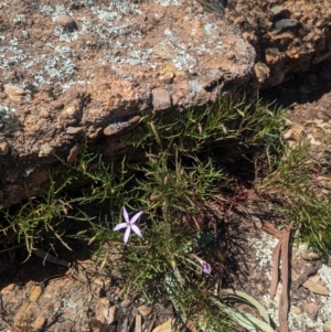 Isotoma axillaris at Griffith, NSW - 11 Sep 2023