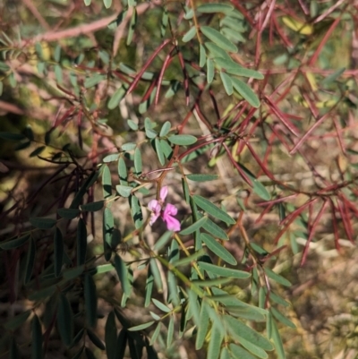 Indigofera australis subsp. australis (Australian Indigo) at Griffith, NSW - 11 Sep 2023 by Darcy