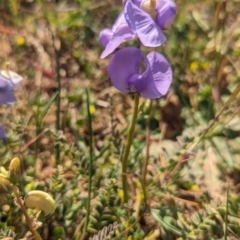 Swainsona procumbens (Broughton Pea) at Lake Wyangan, NSW - 11 Sep 2023 by Darcy