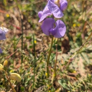 Swainsona procumbens at Lake Wyangan, NSW - 11 Sep 2023