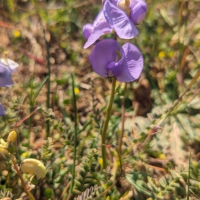 Swainsona procumbens (Broughton Pea) at Lake Wyangan, NSW - 11 Sep 2023 by Darcy