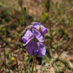 Swainsona procumbens at Lake Wyangan, NSW - 11 Sep 2023