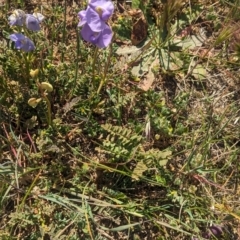 Swainsona procumbens at Lake Wyangan, NSW - 11 Sep 2023