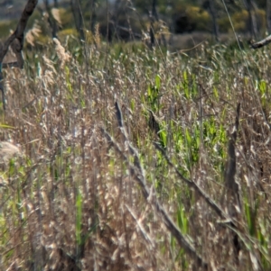 Botaurus poiciloptilus at Lake Wyangan, NSW - 11 Sep 2023