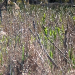 Botaurus poiciloptilus at Lake Wyangan, NSW - 11 Sep 2023