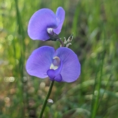 Swainsona procumbens (Broughton Pea) at Galore, NSW - 11 Sep 2023 by Darcy