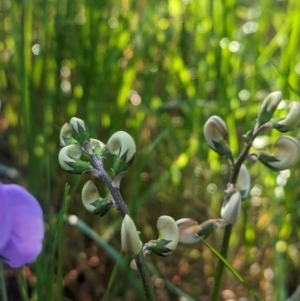 Swainsona procumbens at Galore, NSW - 11 Sep 2023