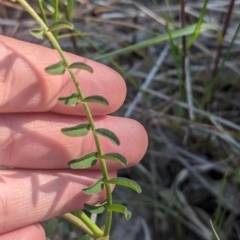 Swainsona procumbens at Galore, NSW - 11 Sep 2023