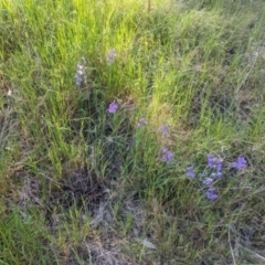 Swainsona procumbens at Galore, NSW - 11 Sep 2023