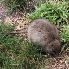 Rattus rattus (Black Rat) at Downer, ACT - 15 Sep 2023 by cf17